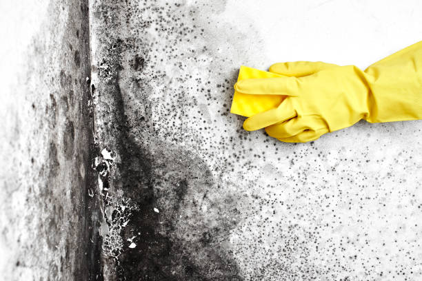 Best Attic Mold Remediation in Far Hills, NJ