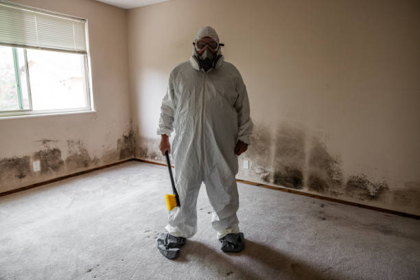Best Basement Mold Remediation in Far Hills, NJ