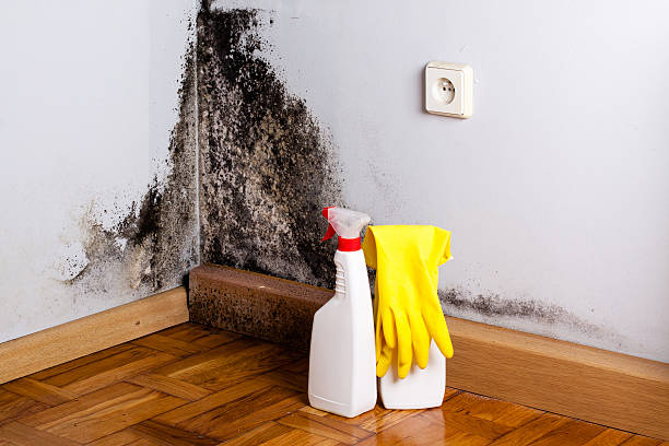 Best Mold Testing and Inspection Services in Far Hills, NJ