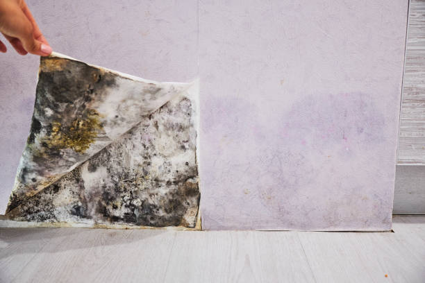 Best Residential Mold Remediation in Far Hills, NJ